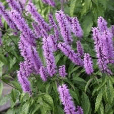 Des images de diff�rentes plantes